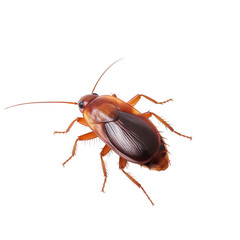 Cockroach insect isolated on transparent background, Generative ai  
