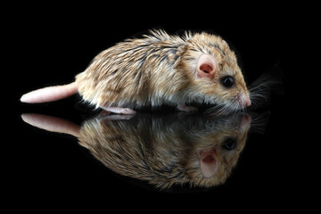 The flat tailed gerbil with black background