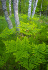 Nature's Symphony: Serene Fern Leaves Closeup in the Enchanting Forest in Northern Europe