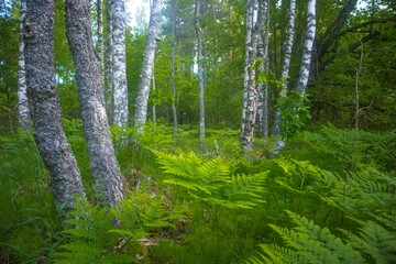 Nature's Symphony: Serene Fern Leaves Closeup in the Enchanting Forest in Northern Europe