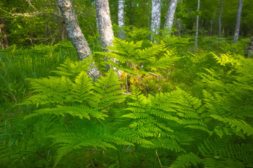 Nature's Symphony: Serene Fern Leaves Closeup in the Enchanting Forest in Northern Europe