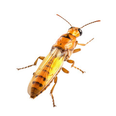 insect isolated on transparent background, Generative ai  