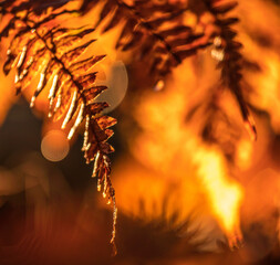 Obraz premium Nature's Symphony: Serene Fern Leaves Closeup in the Enchanting Forest in Northern Europe