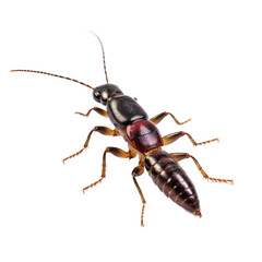 Earwig insect isolated on transparent background, Generative ai  