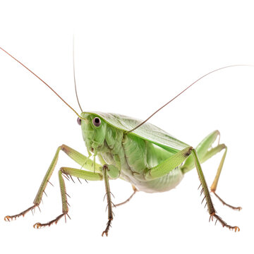 Katydid insect isolated on transparent background, Generative ai  