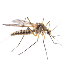 Mosquito Hawk insect isolated on transparent background, Generative ai  