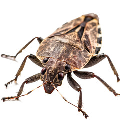 Stink Bug insect isolated on transparent background, Generative ai  