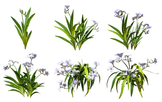 Grass flower shapes on transparent backgrounds 3d render png
