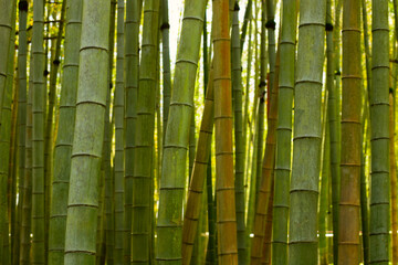 Zen bamboo garden, green stems grow