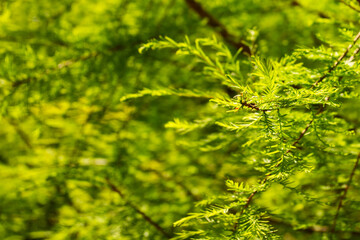 thuja close-up, conifer background