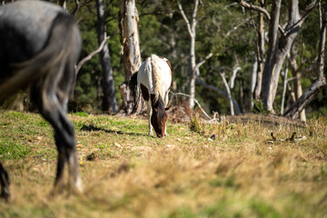 Obraz na płótnie Canvas Beautiful Horse in a field on a farm in Australia. Horses in a meadow 