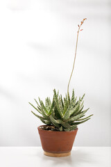 Aloe christmas carol is potted in a terracotta pot on a white table.