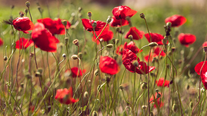 Red poppies in the meadow
