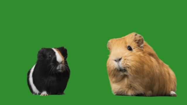 guinea pigs on green screen