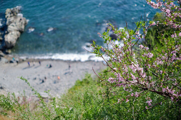 Cherry blossoms in full bloom with the sea