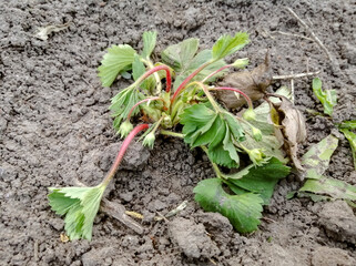 The strawberry bush withers from lack of water. Growing strawberries, watering and processing....
