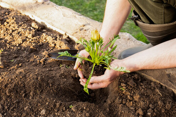 male hands plant a beautiful plant in the garden. caring for plants. copy space. earthy background