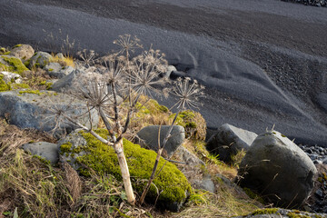 Dry weed and black gravel, south Iceland