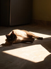 View of a cat on the floor in house in sunlight