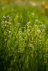 Close up of green grass and blue flowers in the garden
