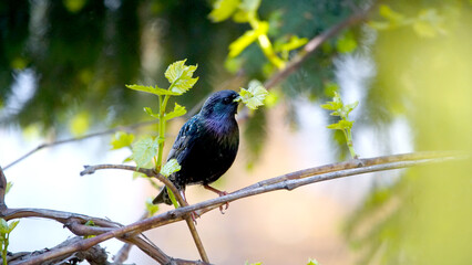 Common starling eating leaf on a grape branch on a beautiful blurry background