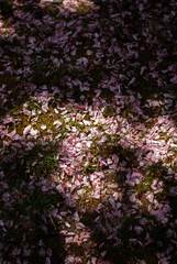 View on pink petals on the ground in the garden
