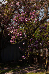 View of pink magnolia in the garden near fence in the morning sunlight
