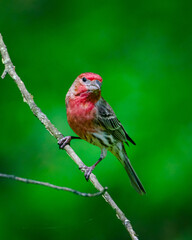 House Finch on a Branch
