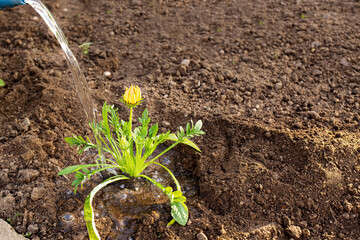 hobby gardening. a man waters a beautiful plant from a blue watering can on the street, in the garden. copy space. earthy background