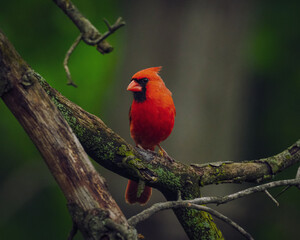red cardinal on branch