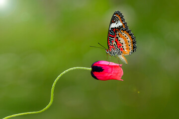 Macro shots, Beautiful nature scene. Closeup beautiful butterfly sitting on the flower in a summer garden.