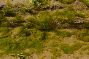 Green algae in aquatic environment , Patagonia, Argentina.