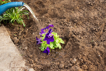 a man is watering a beautiful plant from a blue watering can on the street, in the garden, top view. hobby gardening.