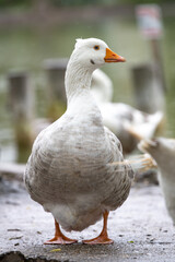 GOOSE