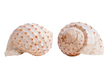 Macro shot of a sea conch shell on a white background