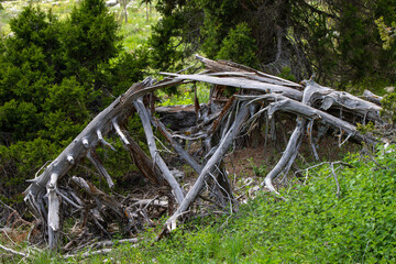 Closeup beautiful old tree roots