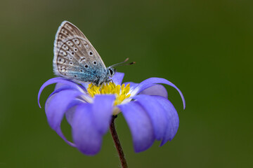 Macro shots, Beautiful nature scene. Closeup beautiful butterfly sitting on the flower in a summer garden.