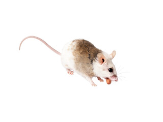 A mouse on a transparent background holds a peanut in its teeth
