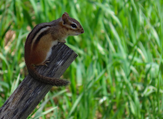 Naklejka na ściany i meble Close-up of a chipmunk that is sitting on the top of an old fence post on a warm spring day in May with blurred grass in the background.