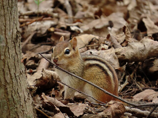 Naklejka na ściany i meble Close-up of a chipmunk that is foraging through the old dried autumn leaves on the forest floor on a warm spring day in May.