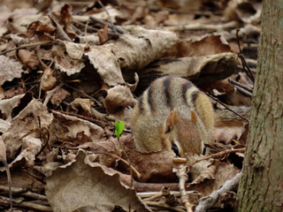 Close-up of a chipmunk that is foraging through the old dried autumn leaves on the forest floor on...