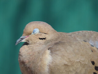 Close-up of a mourning dove on a sunny day in April with a blurred green background.