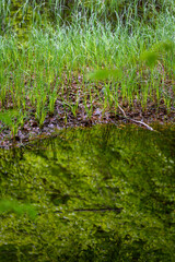 Camminare nella foresta alalgata
