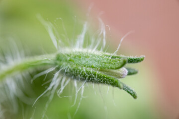 Bright green unopened flower of tomato macro