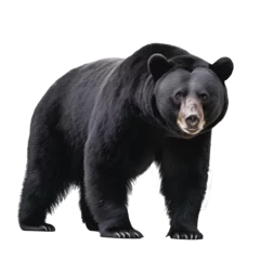 Möbelaufkleber big bear isolated on white © Tidarat