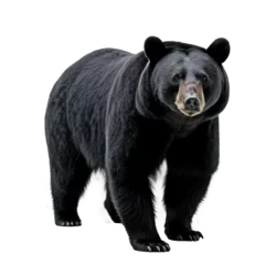 Tuinposter big bear isolated on white © Tidarat