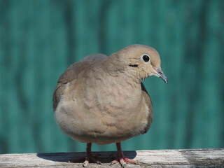 Close-up of a mourning dove on a sunny day in April with a blurred green background.