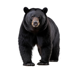 Fototapeta premium big bear isolated on white