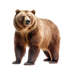 Obraz premium big bear isolated on white