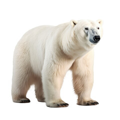 big bear isolated on white